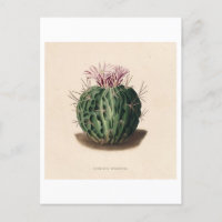 Botanische Illustration der Kaktus aus dem Jahr 18