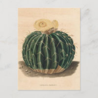 Botanische Illustration der Kaktus aus dem Jahr 18