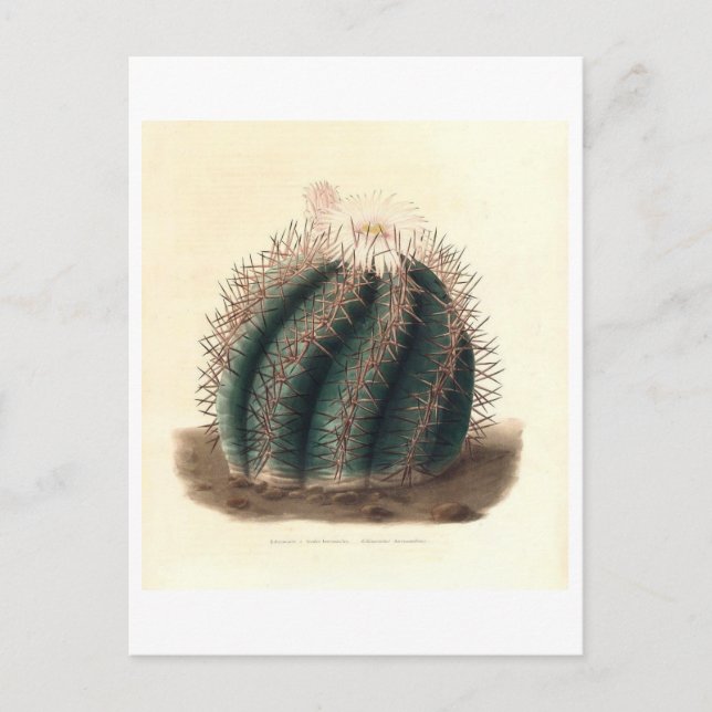Botanische Illustration der Kaktus aus dem Jahr 18 Postkarte (Vorderseite)