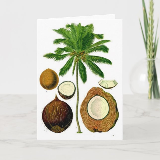 Botanische Illustration der Kokospalme Karte (Vorderseite)