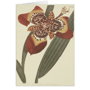 Botanische Illustration der Tiger-Blume