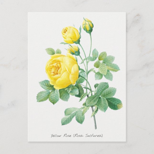 Botanische Illustration des Vintagen Gelbroses Postkarte (Vorderseite)