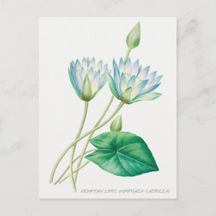 Botanische Illustration einer blassblauen Lotusblu Postkarte