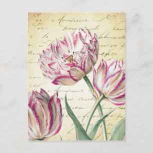 Botanische Illustration einer rosa und weißen Tulp Postkarte