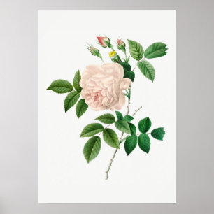 Botanische Illustration in blassrosa Rose (kein Te Poster