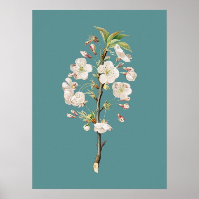 Botanische Illustration Poster (Vorne)