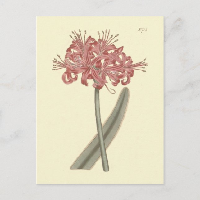 Botanische Illustration Postkarte (Vorderseite)