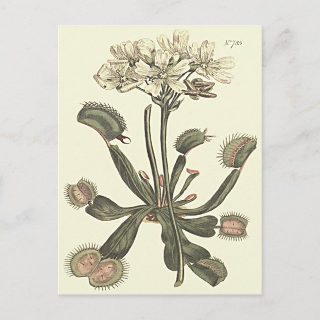 Botanische Illustration Venus Flytrap Postkarte (Vorderseite)