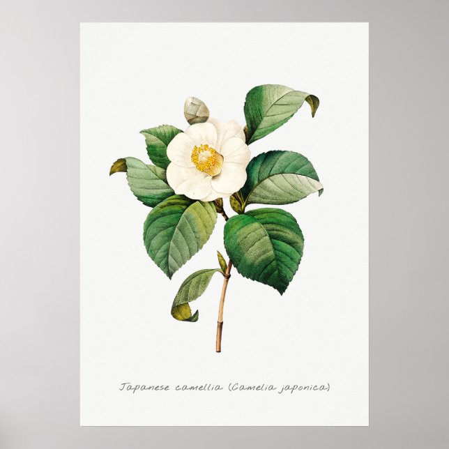 Botanische Illustration Vintag Japanisch Kamelien Poster (Vorne)
