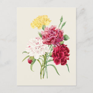 Botanische Illustration von alten Nelken Postkarte