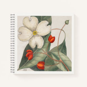 Botanische Illustration von Hartriegel aus dem 18. Notizbuch