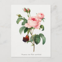 Botanische Illustration von rosa Rose und Schmette