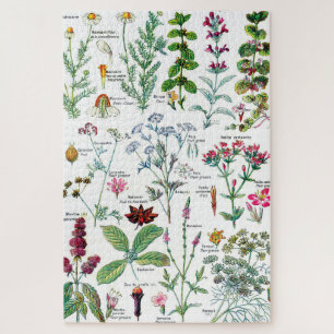 Botanische Illustrationen