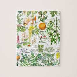 Botanische Illustrationen