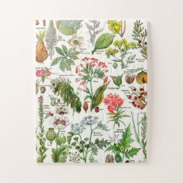 Botanische Illustrationen