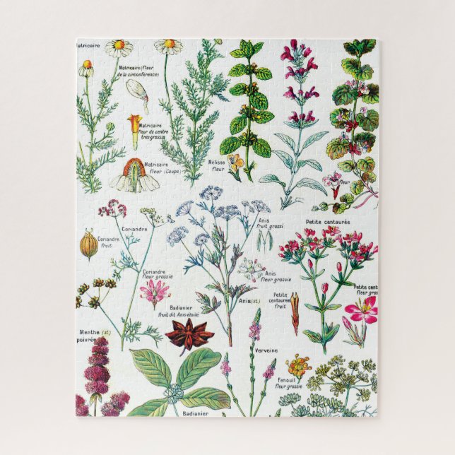 Botanische Illustrationen (Vertikal)