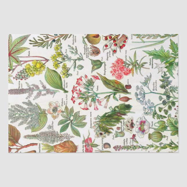 Botanische Illustrationen Seidenpapier (Vorderseite)