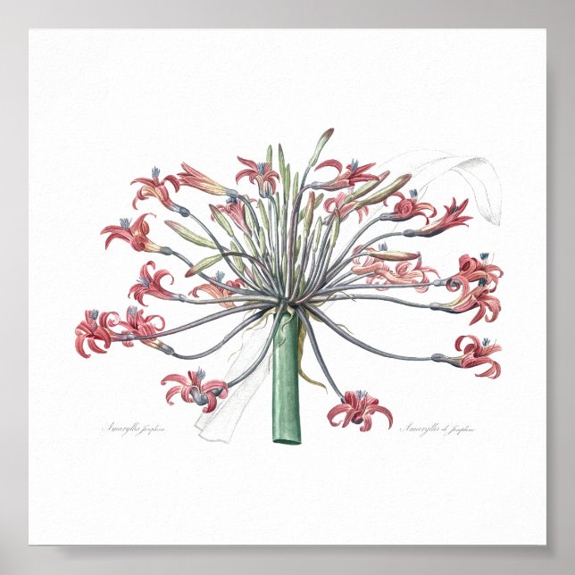 BOTANISCHE "JOSEPHINE'S LILY" REDOUTÉ POSTER (Vorne)