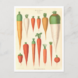 Botanische Karotten-Illustration aus Saatkatalog Postkarte