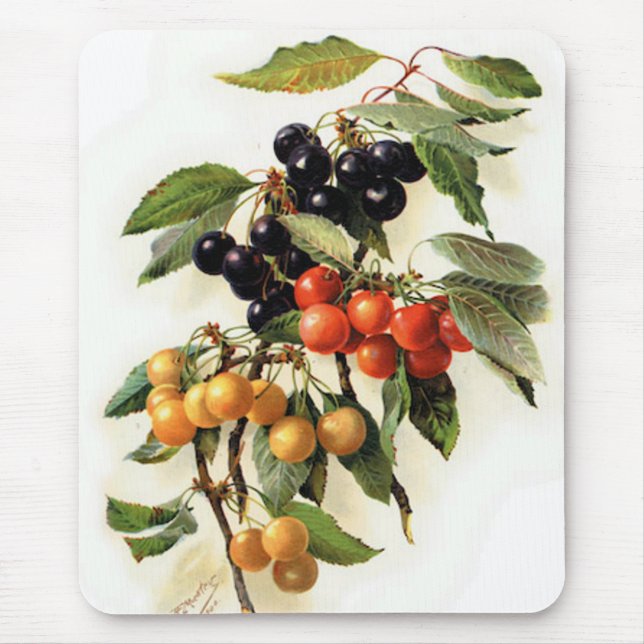 Botanische Kirschen Mousepad (Vorne)