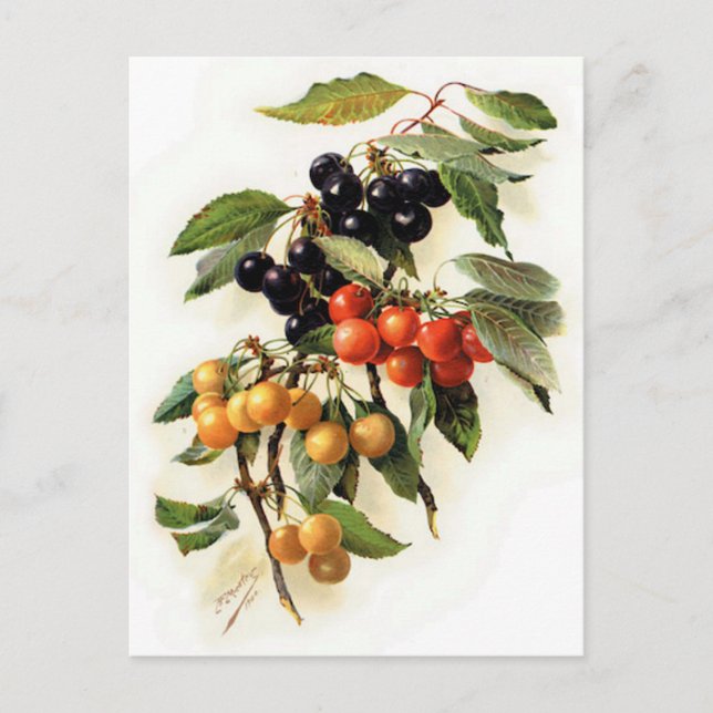 Botanische Kirschen Postkarte (Vorderseite)