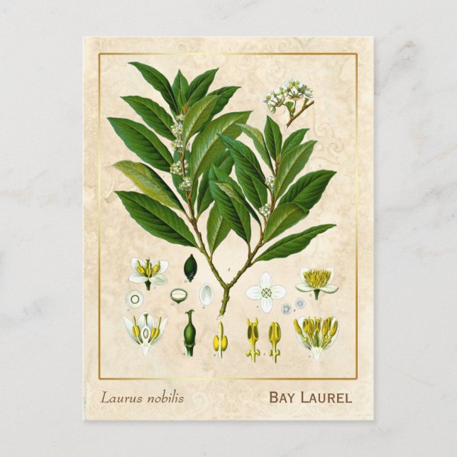 Botanische Kräuterpflanze der Vintagen medizinisch Postkarte (Vorderseite)