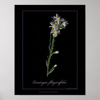 Botanische Kunstdruckerei in der Bergwelt Poster