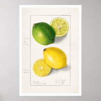 BOTANISCHE "LEMONS" AMANDA ALMIRA NEWTON