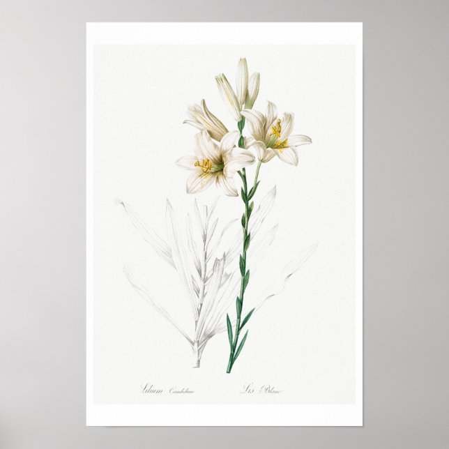 BOTANISCHE "MADONNA LILY" REDOUTÉ POSTER (Vorne)