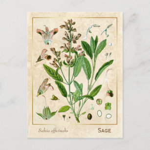 Botanische Pflanze der Vintagen Heilkräuter Postkarte
