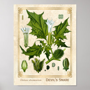Botanische Pflanze der Vintagen Medizin Poster