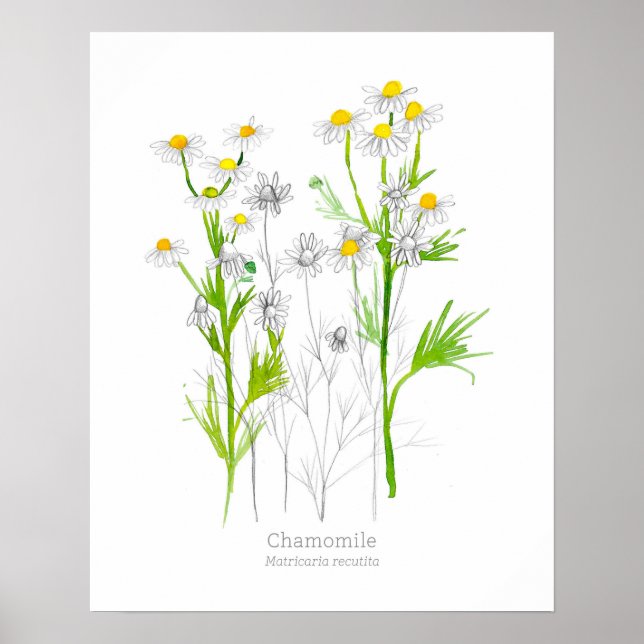 Botanische Pflanze des Kamillenkrauts Poster (Vorne)