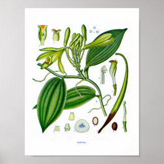 Botanische Pflanze unter: Vanilla Poster