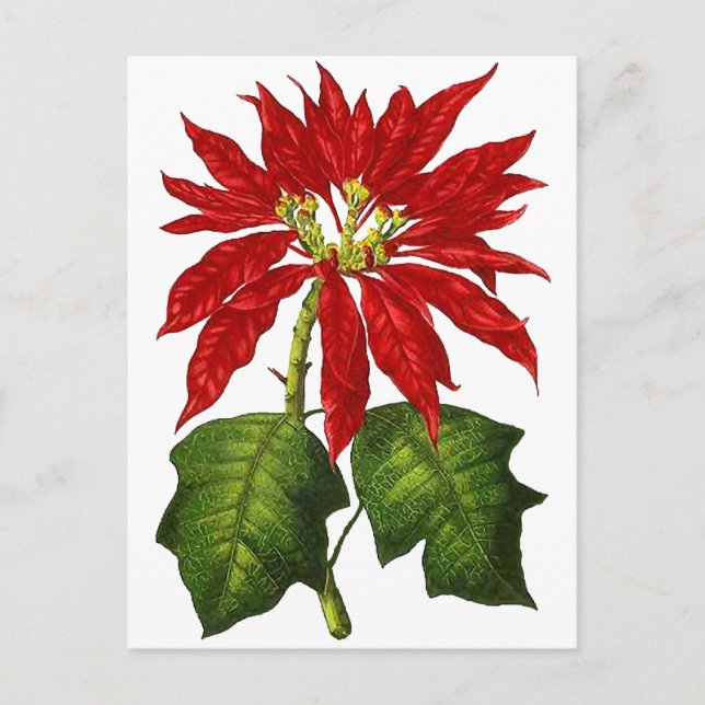 Botanische Poinsettia Postkarte (Vorderseite)