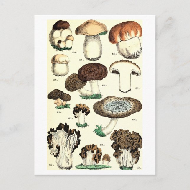 Botanische Postkarte für Vintages Pilz (Vorderseite)