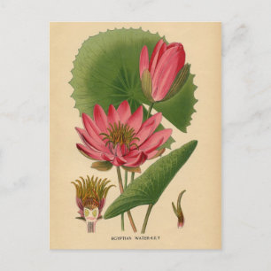 Botanische Printwerbung - Ägyptische Wasserlilie Postkarte