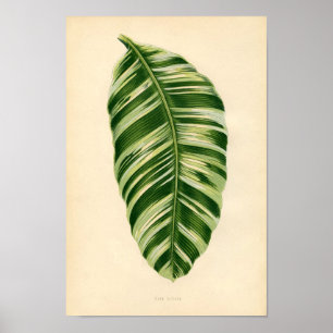Botanische Printwerbung - Banane (musa vittata) Poster