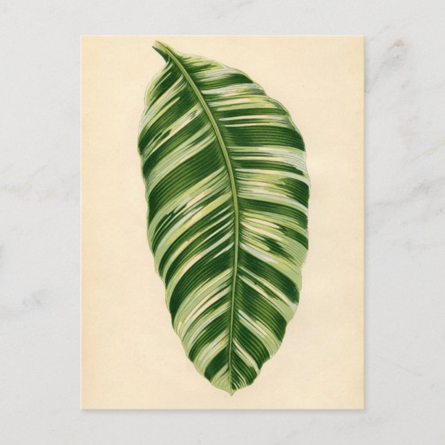 Botanische Printwerbung - Banane (musa vittata) Postkarte (Vorderseite)