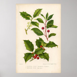 Botanische Printwerbung - Berg & Amerikanische Hol Poster