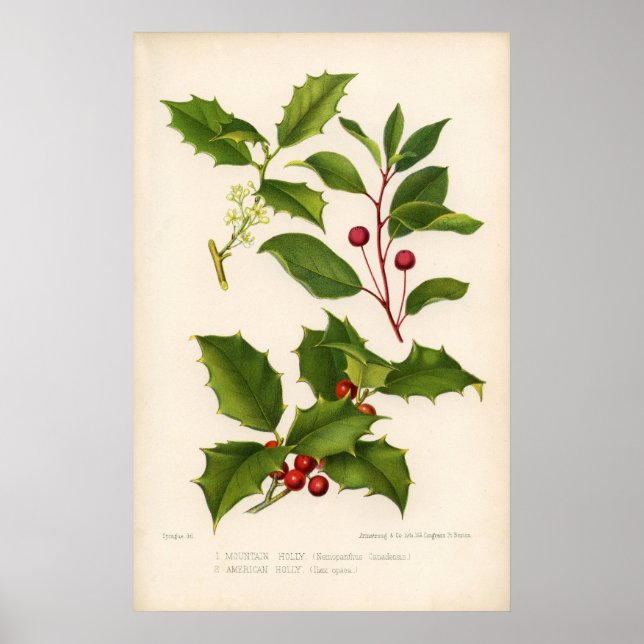 Botanische Printwerbung - Berg & Amerikanische Hol Poster (Vorne)