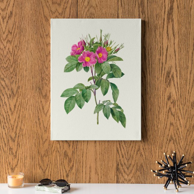 Botanische Printwerbung für antikes Wasser Poster (Antique Watercolor Botanical Print)