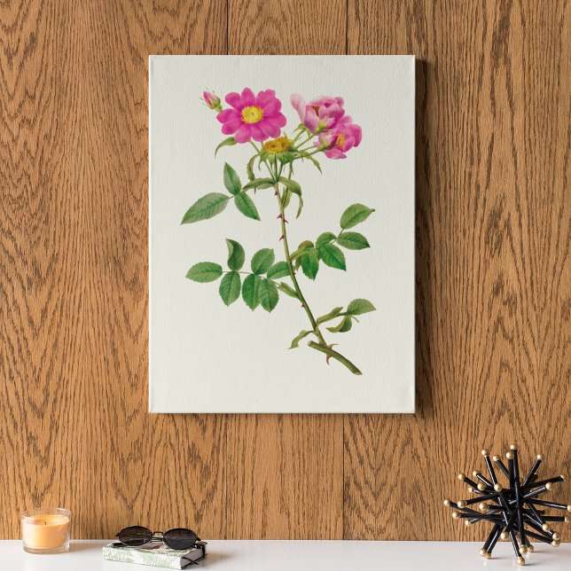 Botanische Printwerbung für antikes Wasser Poster (Antique Watercolor Botanical Print)