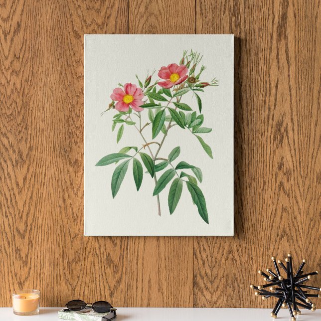 Botanische Printwerbung für antikes Wasser Poster (Antique Watercolor Botanical Print)