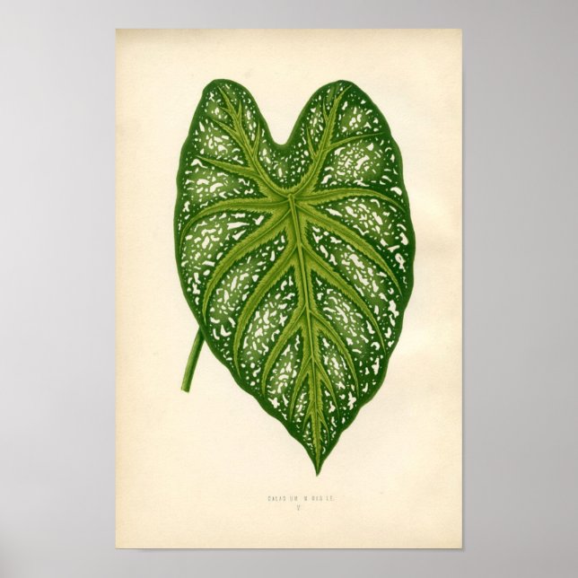 Botanische Printwerbung - Kaladium Leaf Poster (Vorne)
