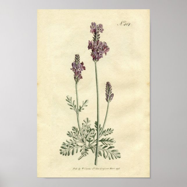 Botanische Printwerbung - Lavendel Poster (Vorne)