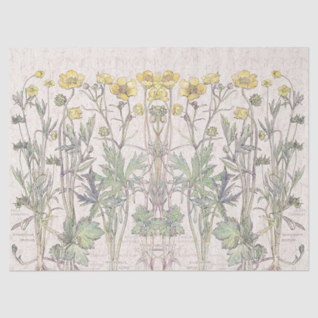Botanische Ranunculus-Blumen-Blumenseidenpapier Seidenpapier (Vorderseite)