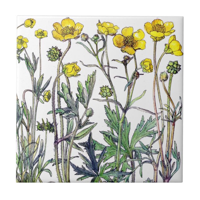 Botanische Ranunculus-Wildblume-Blumen-Fliese Fliese (Vorderseite)