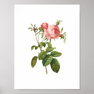 Botanische Rosa Centifolia Goliacea Redoute Poster