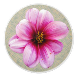 Botanische rosa Dahlie-Blume auf irgendeiner Farbe Keramikknauf