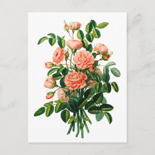 Botanische rosa Pfingstrose Bokeh Postkarte